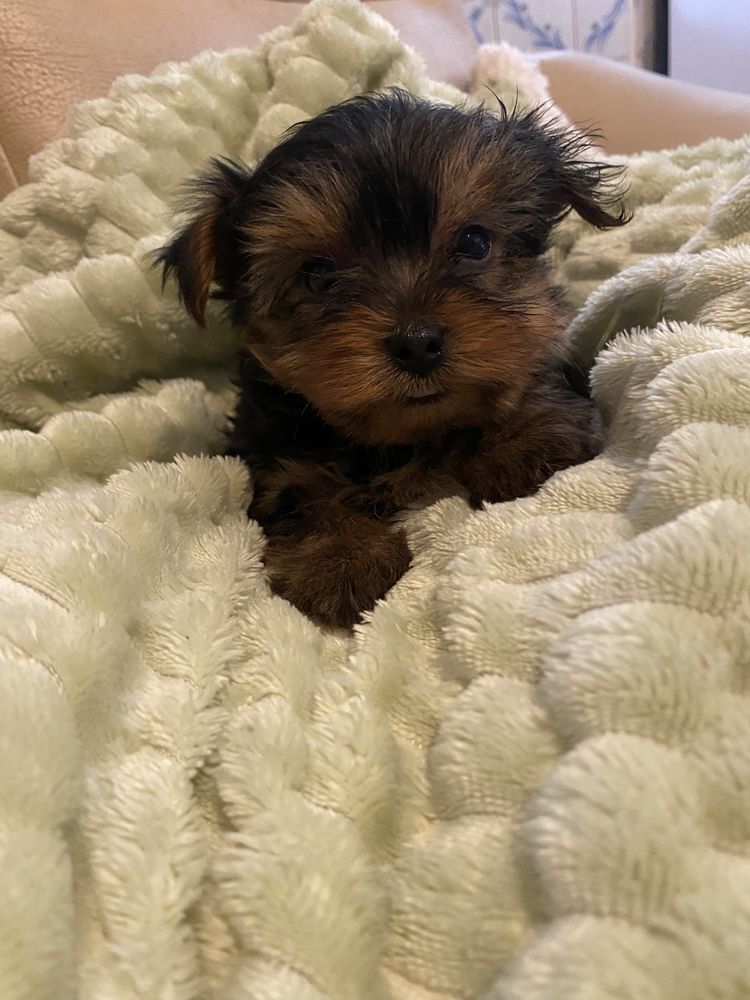 Yorkshire terrier  macho mini