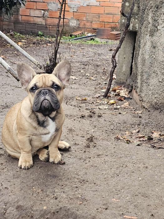 Bulldog Francês fawn