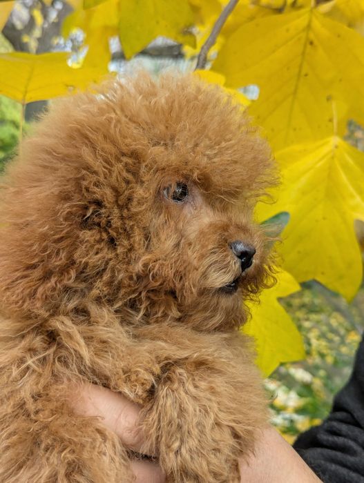 Міні хлопчик шукає свою людину.