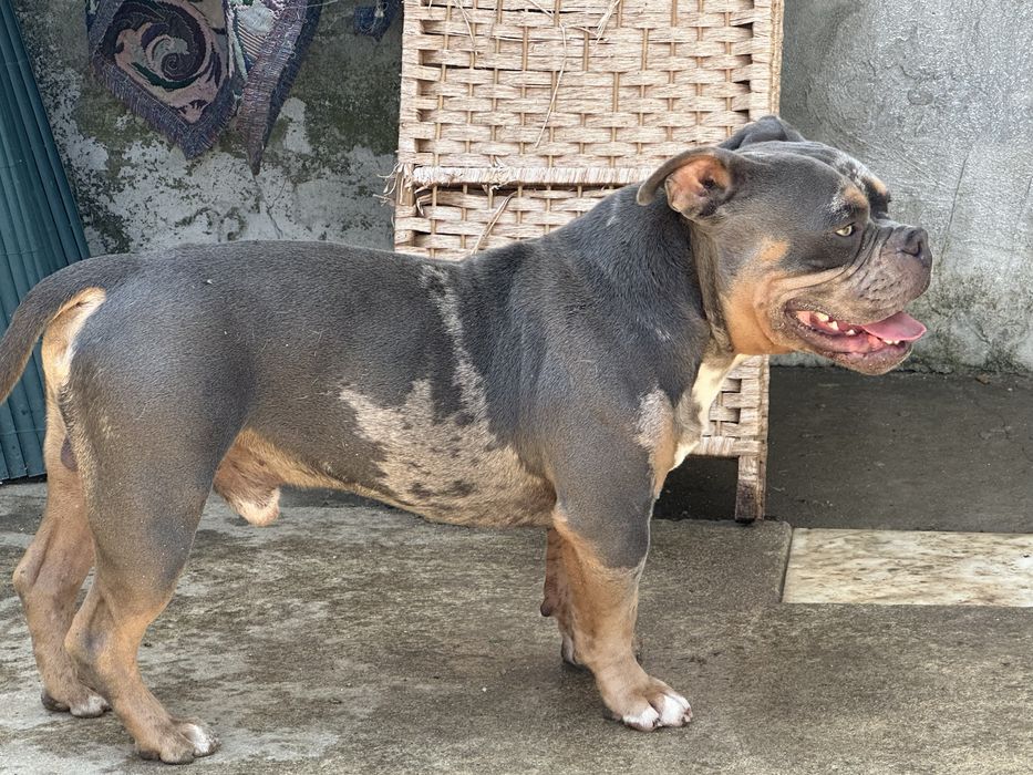 American bully  merle para montas