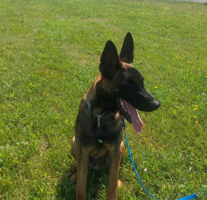 Malinois szuka domu