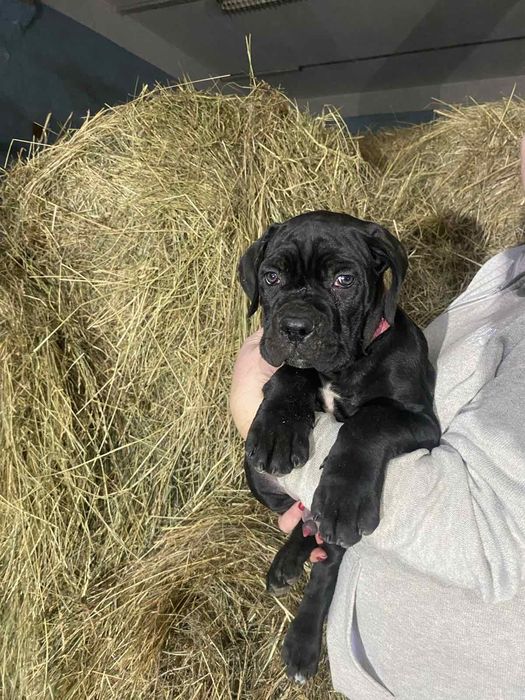 Італійський Кане Корсо