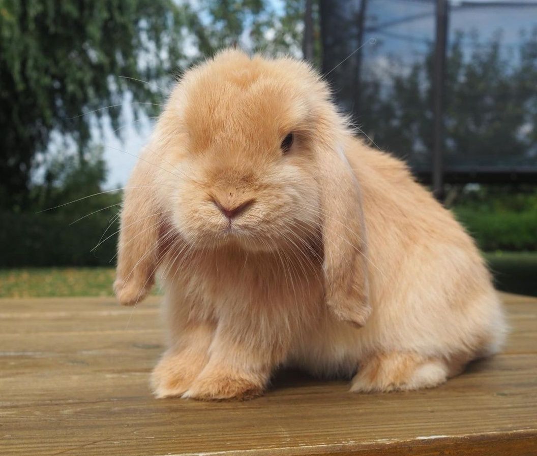 KIT Coelhos anões orelhudos, mini lop super inteligentes e dóceis