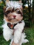York yorkshire  terrier piesek biewer malutki