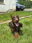 10 miesieczny piekny i potężnych czekoladowy doberman piesn