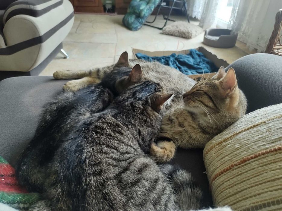 12 tygodniowego kotka oddam w dobre ręce