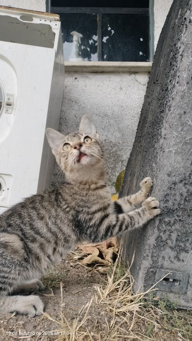 Gatinho para adoção