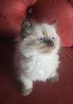 Piękny kocurek Ragdoll, kociak