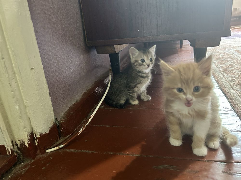 Кошення 3 місяця безкоштовно