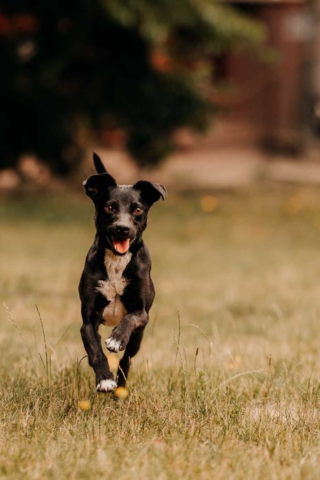 Bajtek - psiak gotowy na nowe przygody u Twojego boku :)