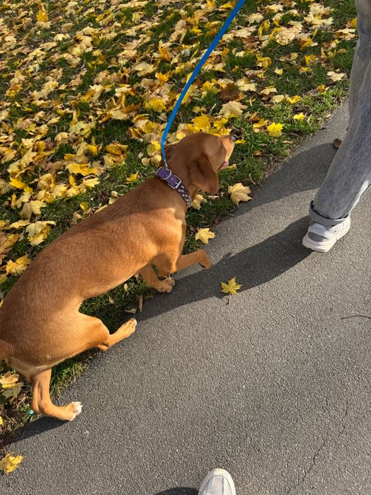 Віддам в добрі руки