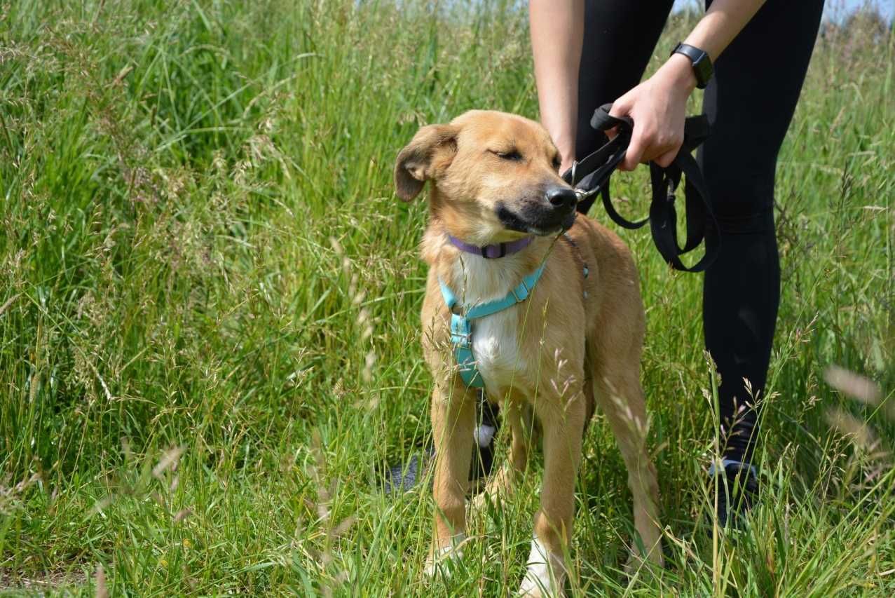 Pascal - radosny podrostek, musi się dużo nauczyć - do adopcji
