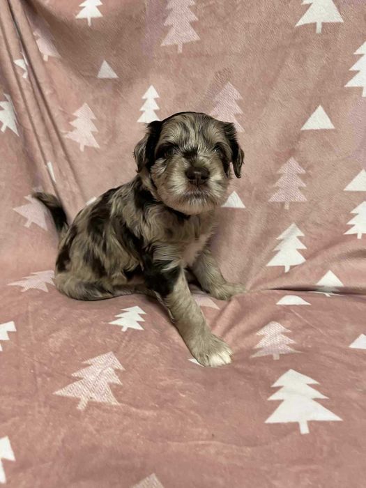 Owczarek / Pudel Aussiedoodle Red Merle