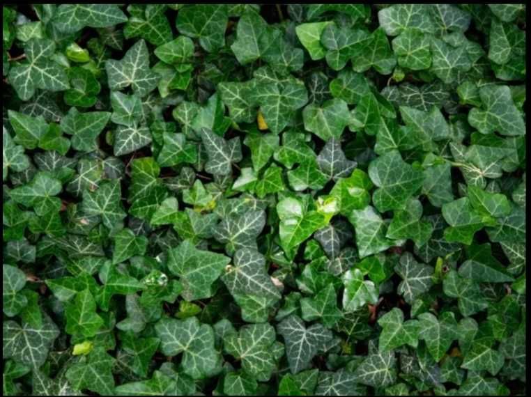 BLUSZCZ POSPOLITY SADZONKI 50 cm 2 sztuki za 1 zł na ŻYWOPŁOT ściany