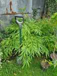 Bambus Phyllostachys edulis (Moso)