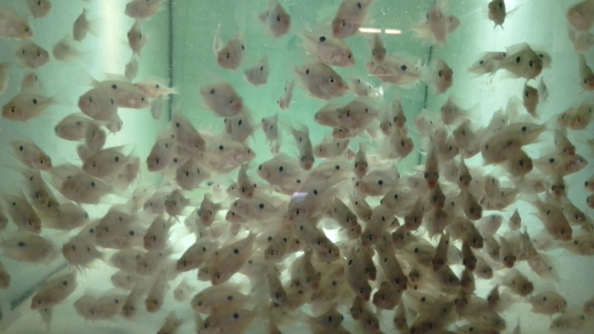 Ciclídeo Torichthys ellioti