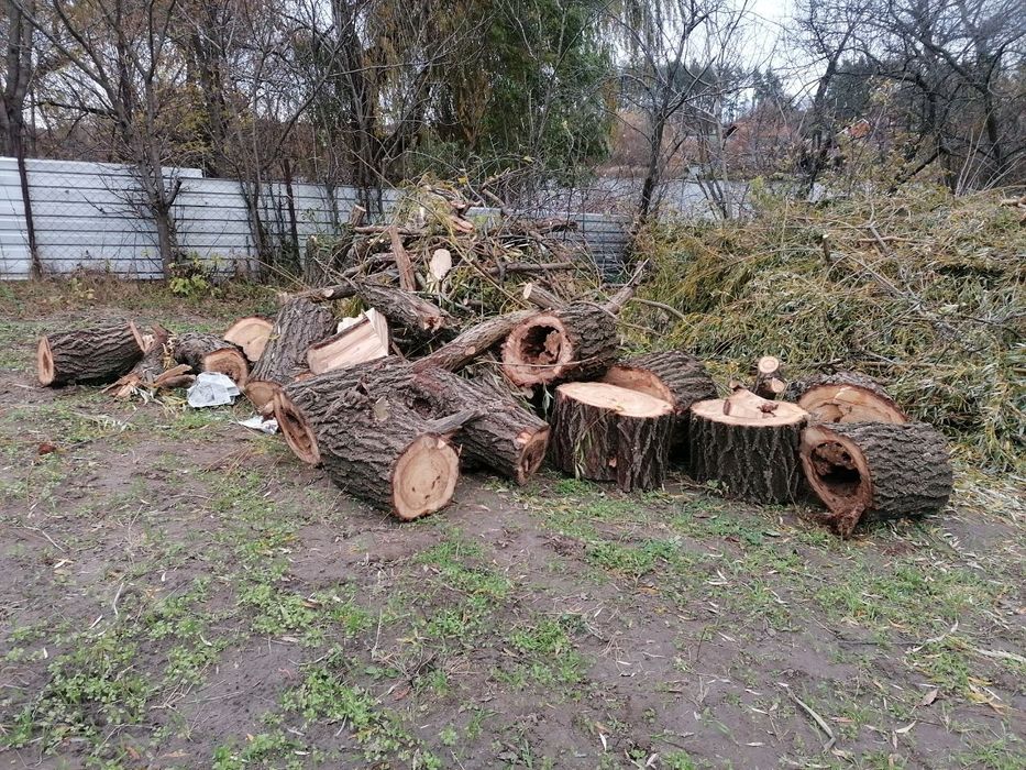 Дерево на дрова. Безкоштовно.