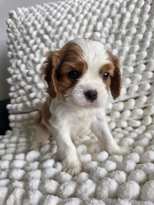 Cavalier King Charles Spaniel suczka