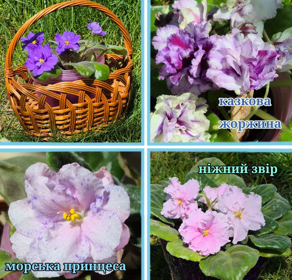 Фіалки, глоксинії, альтернантерна