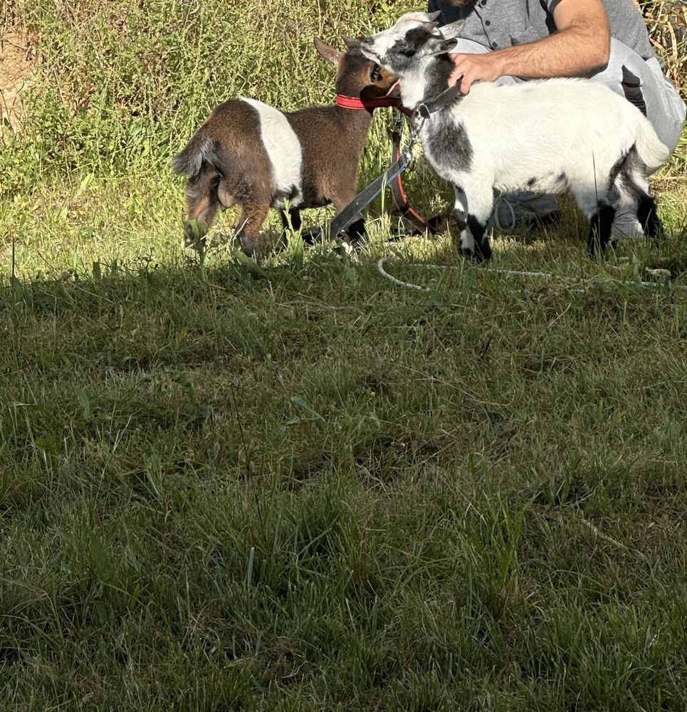 Cabrito anão para venda