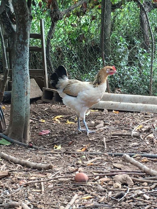 Casal andaluza surenha morucha