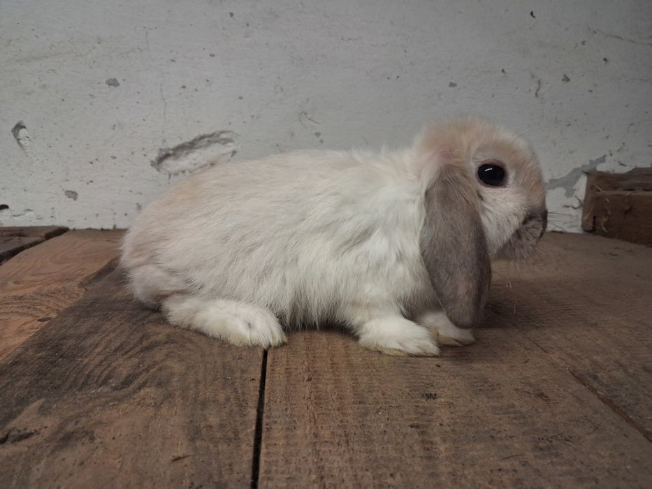 Baranek miniaturka niespokrewnionego para