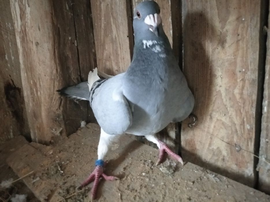 Gołębie staropolskie