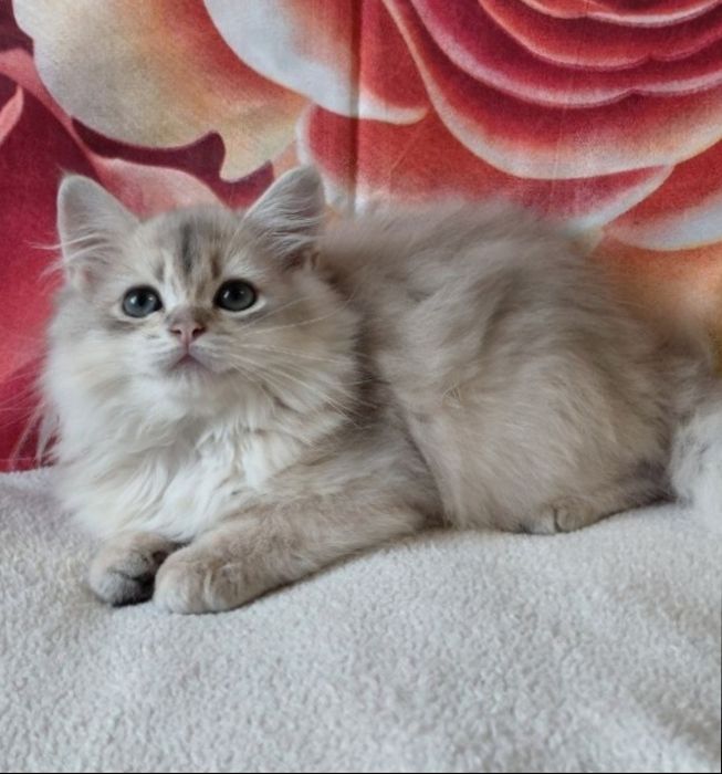 Очень хороший шотландский котик