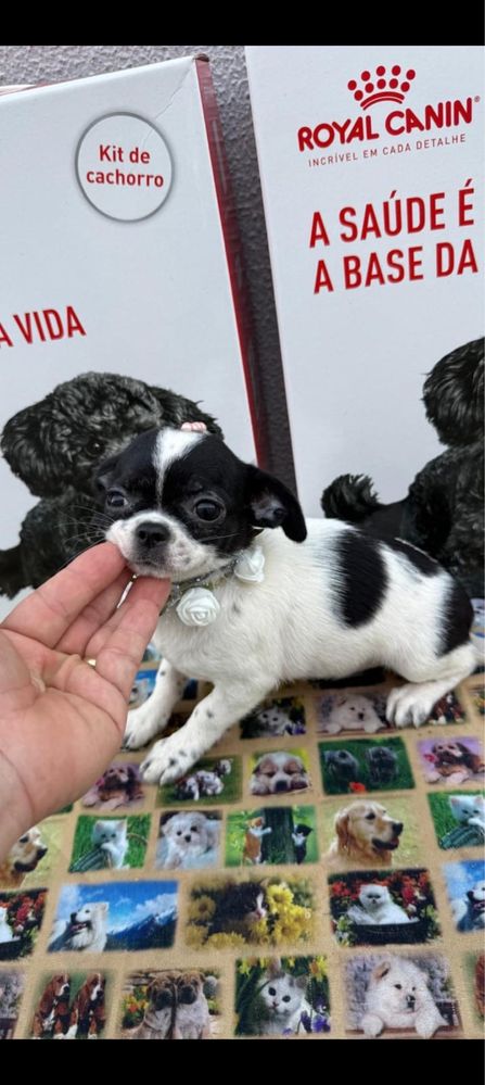 Lindissima Menina chihuahua  pêlo lcurto,
