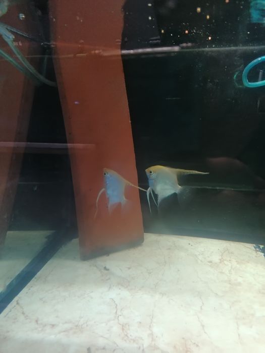 Casal de Escalares Amarelo