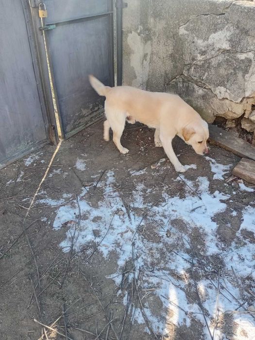 Вязка Лабрадор-Ретривер