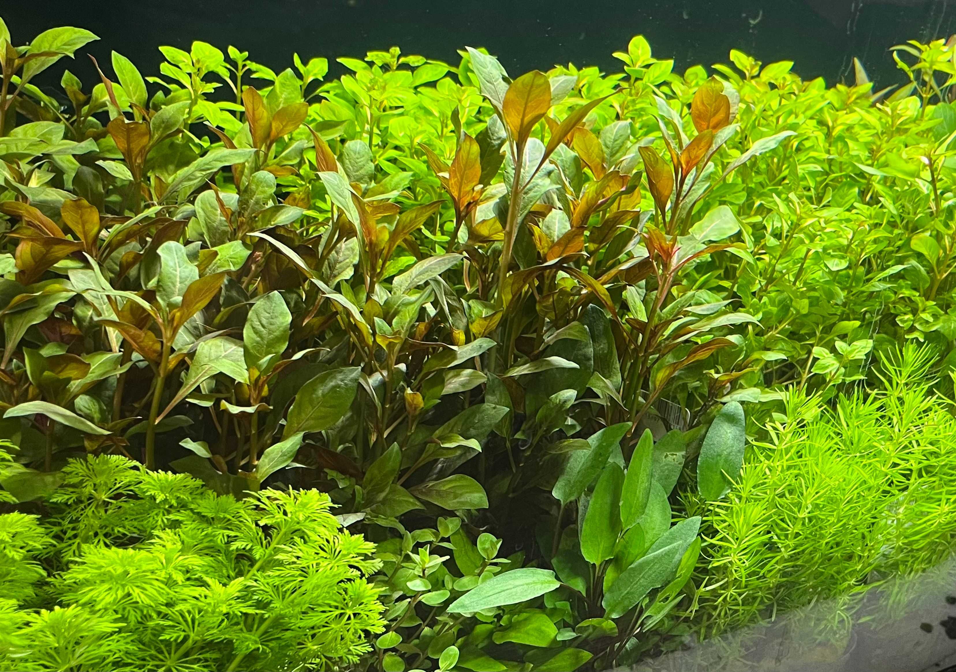 Rośliny w KOSZYCZKACH do akwarium akwariowe 10 szt Łatwe Wysyłka