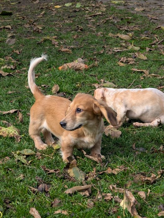 Дівчинка такса міні довгошерстна, Київ.