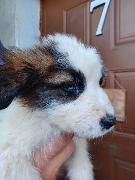 Oddam pieski w dobre ręce