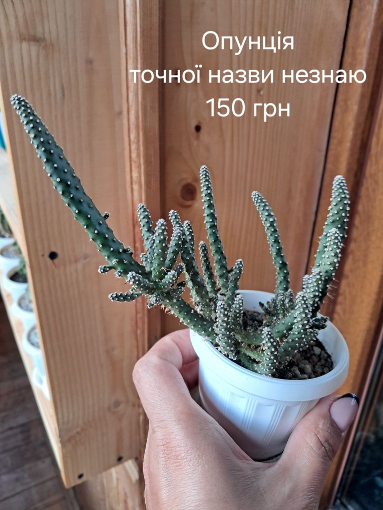 Продам різні кактуси, сукуленти недорого