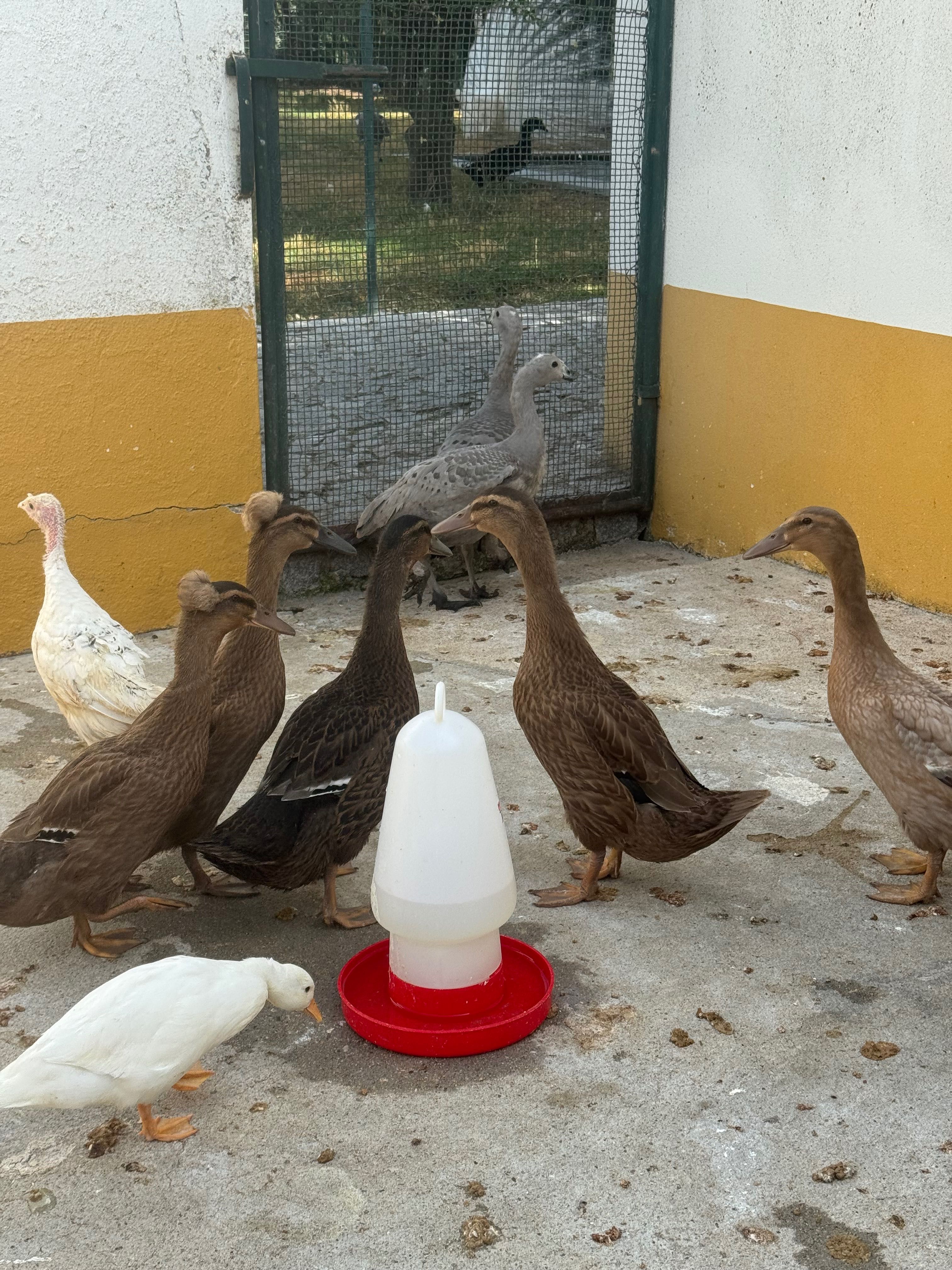 Patos Pompom e s/pompom
