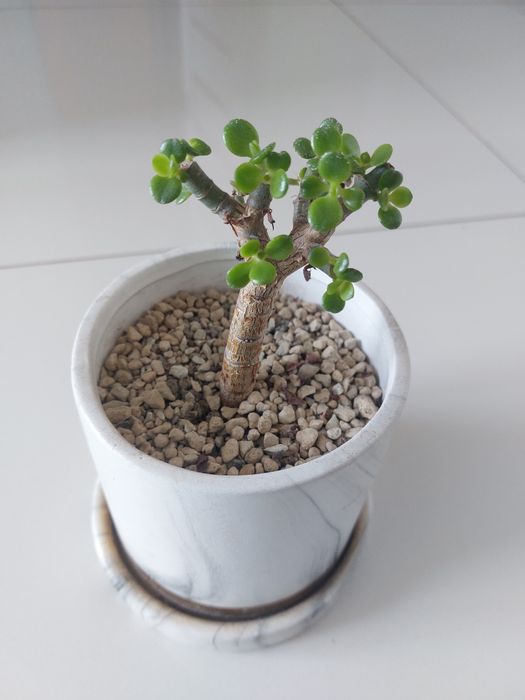 Grubosz drzewko szczęścia