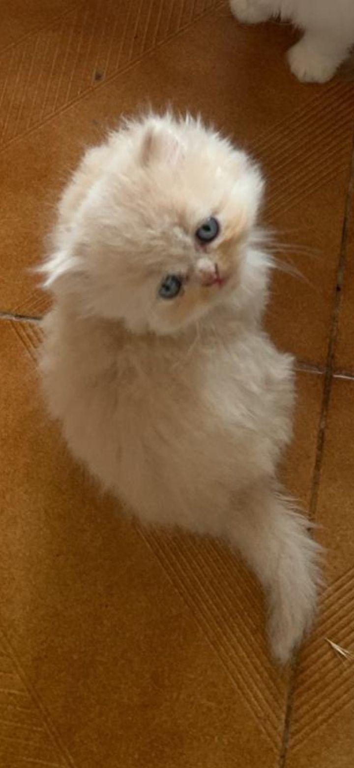 Gatinho persa irresistível