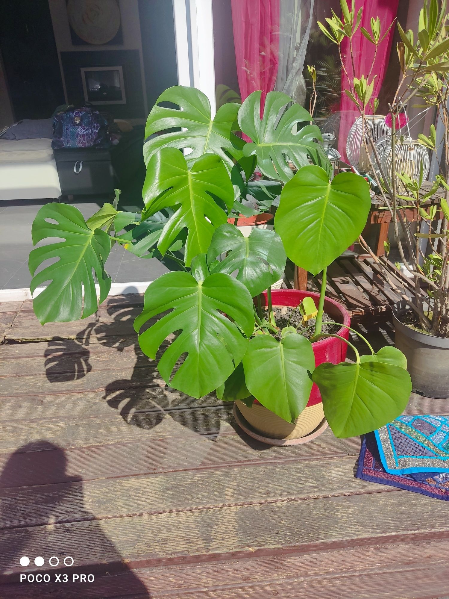 Monstera Deliciosa Variegata