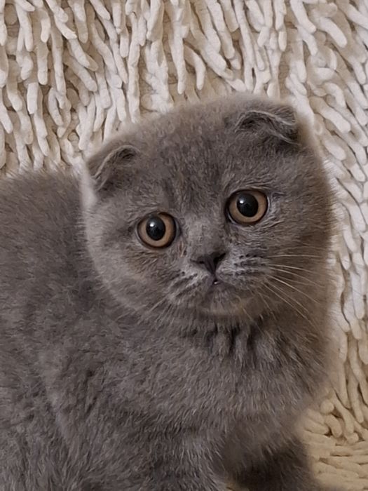 Scottish fold fêmea