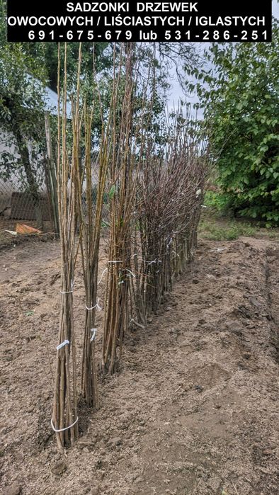 Sadzonki drzewek owocowych/liściastych/iglastych oraz krzewów