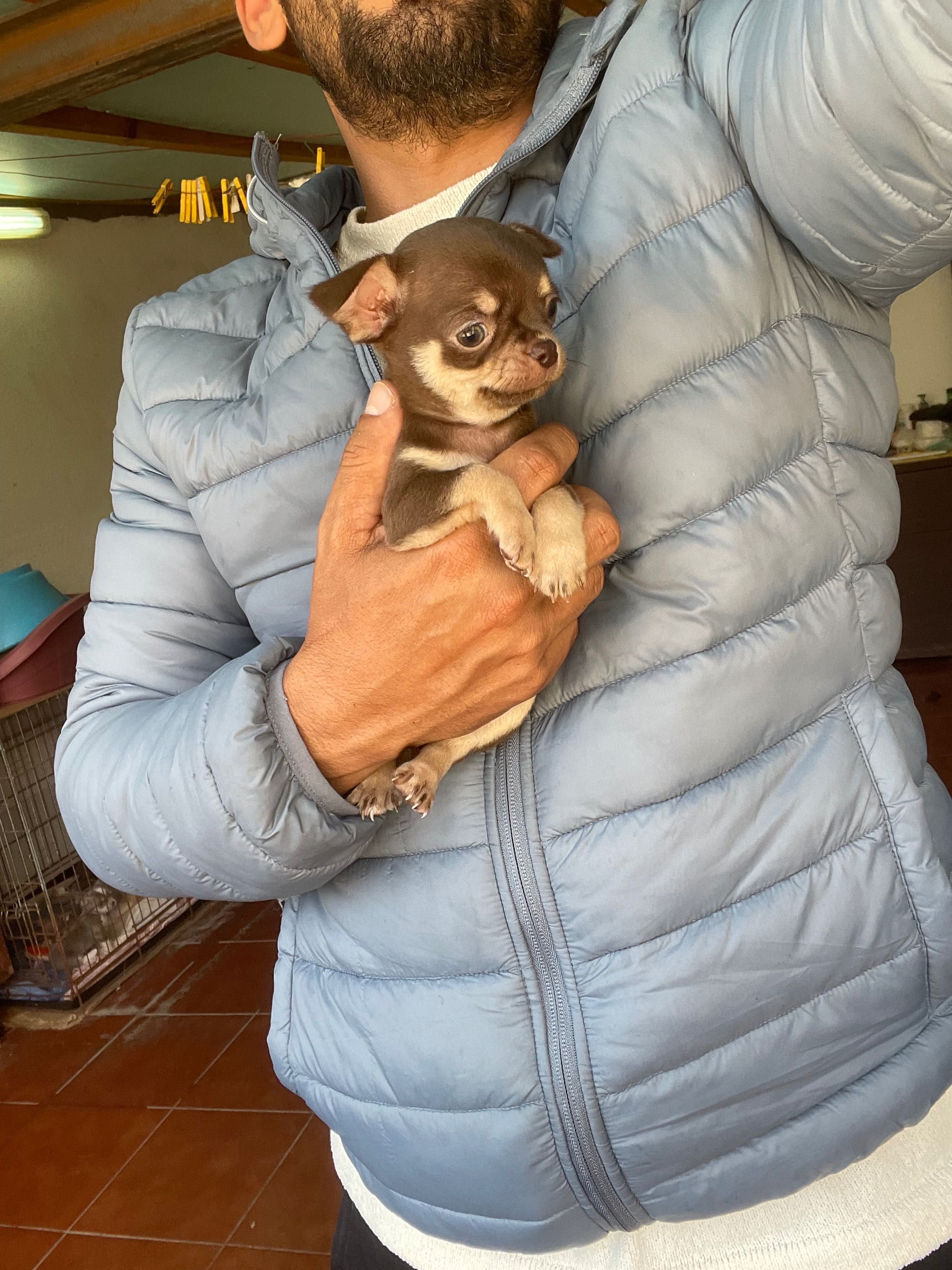 Chihuahua macho miniatura