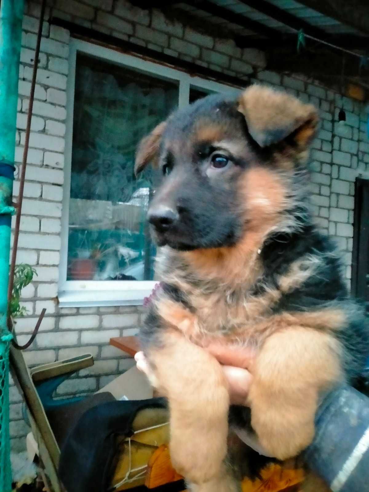 Німецька вівчарка