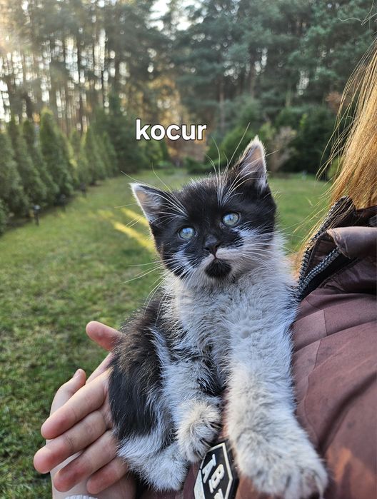 Oddam kotki w dobre ręce