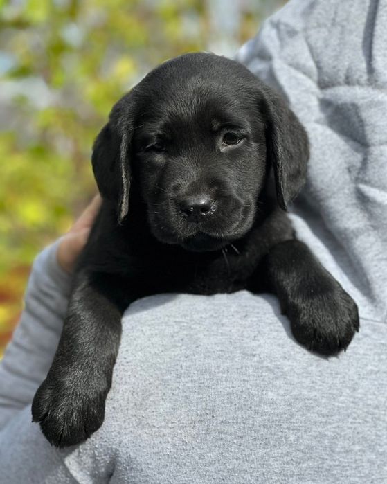 Лабрадор чорні цуценята