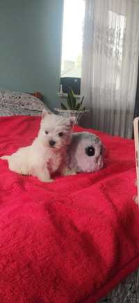 West Highland White Terrier