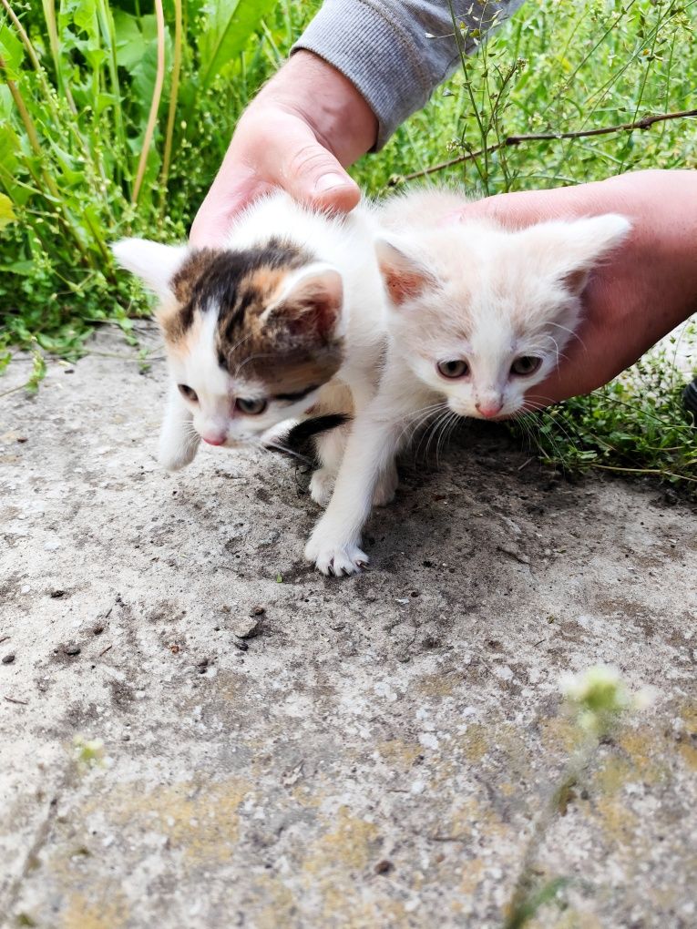 Віддам кошенят 2 міс дівчинка хлопчик котик