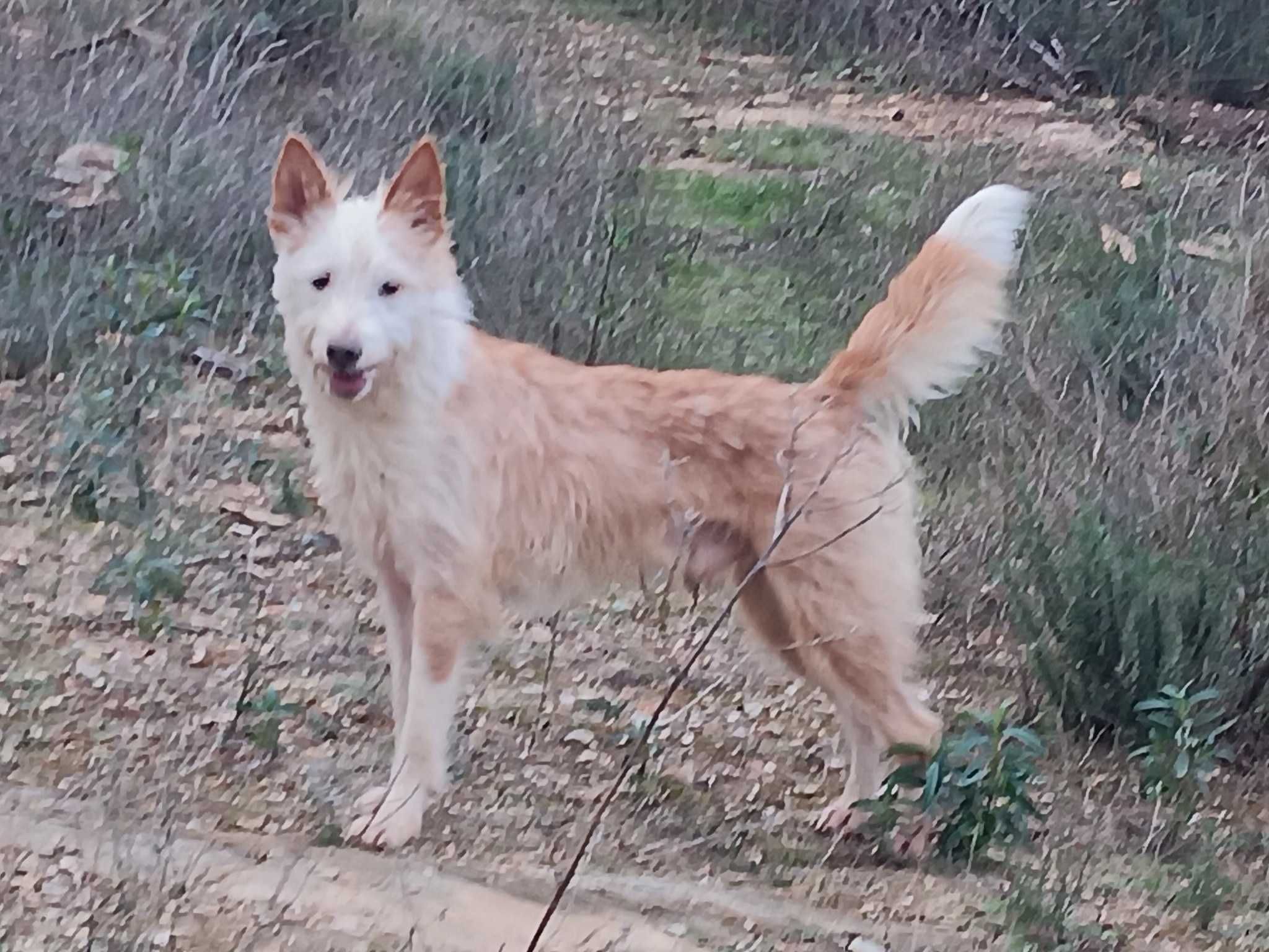Macho Podengo médio cerdoso.