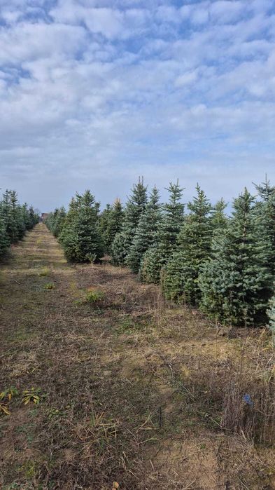 Świerk SREBRNY Królestwo Choinek plantacja Dziecinów Powiat Otwocki