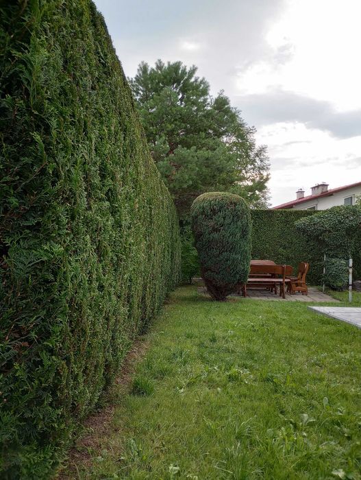 Wycinka drzew, przycinanie tuji i żywopłotów, pielęgnacja.